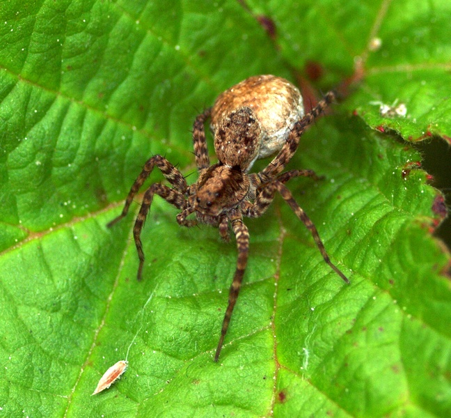 Pardosa